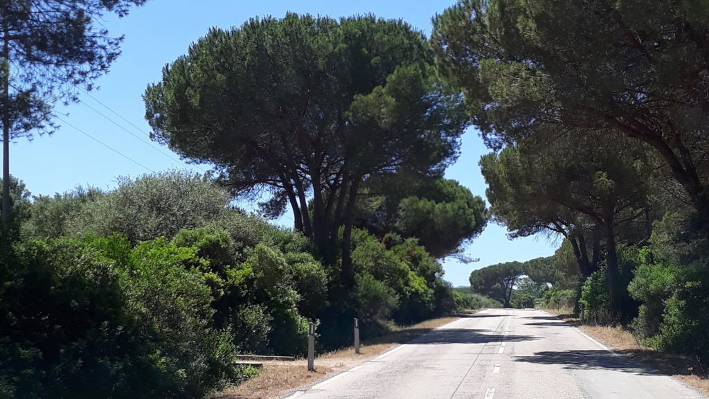 Korsika-Strasse-unter-Pinien